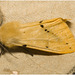 IMG 0071 Moth
