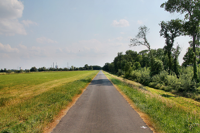 Weg auf dem Deich (Rheinberg) / 8.06.2023