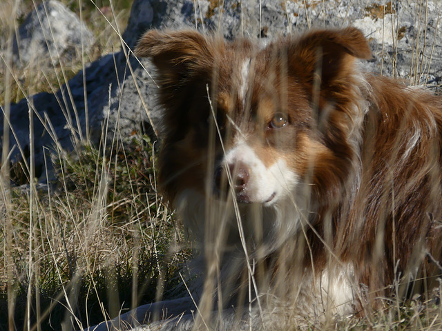 20250926 -1005 Haut diois (Vallee Roanne  Charens Valdrôme) (53)