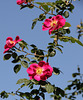 IMG 0334