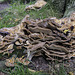A mass of fungus