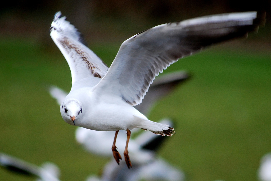 Bird flying