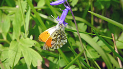 Male Orange Tip