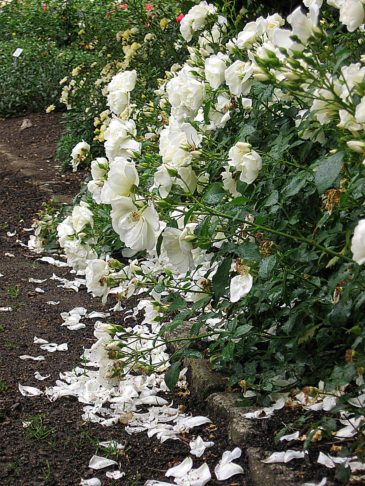 Tage der Rosen II