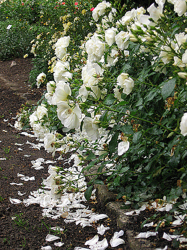 Tage der Rosen II