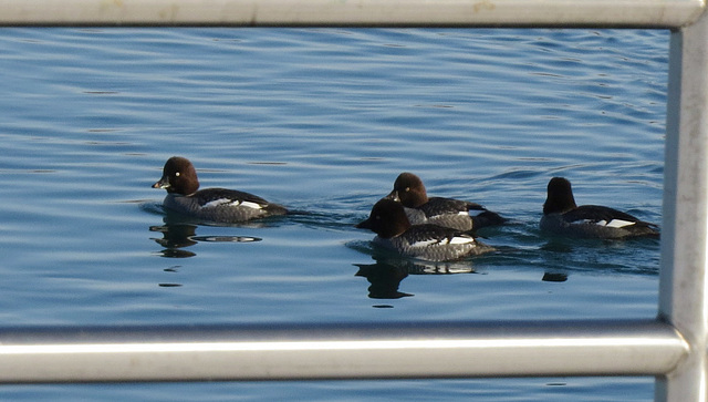 Lesser Scaup (Aythya affinis)