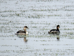 Grebe sp.