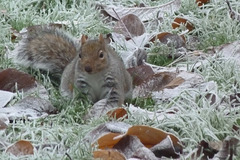Winter Squirrel 02