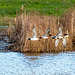 Ducks in flight