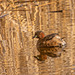 Little grebe