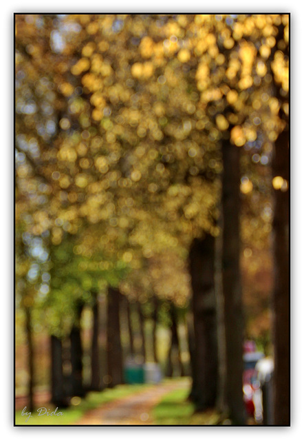 Autumn bokeh ①