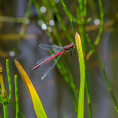 Damsel fly,2 Burton wetlands