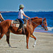 Horses on the beach in Rhode Island