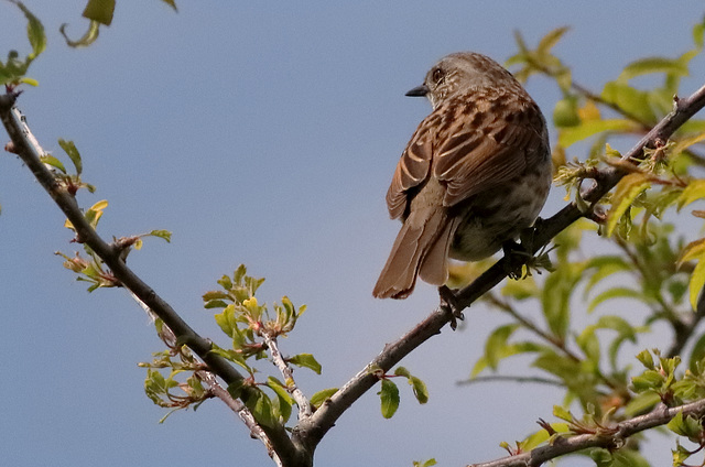 EOS 90D Peter Harriman 12 50 18 23147 HouseSparrow dpp