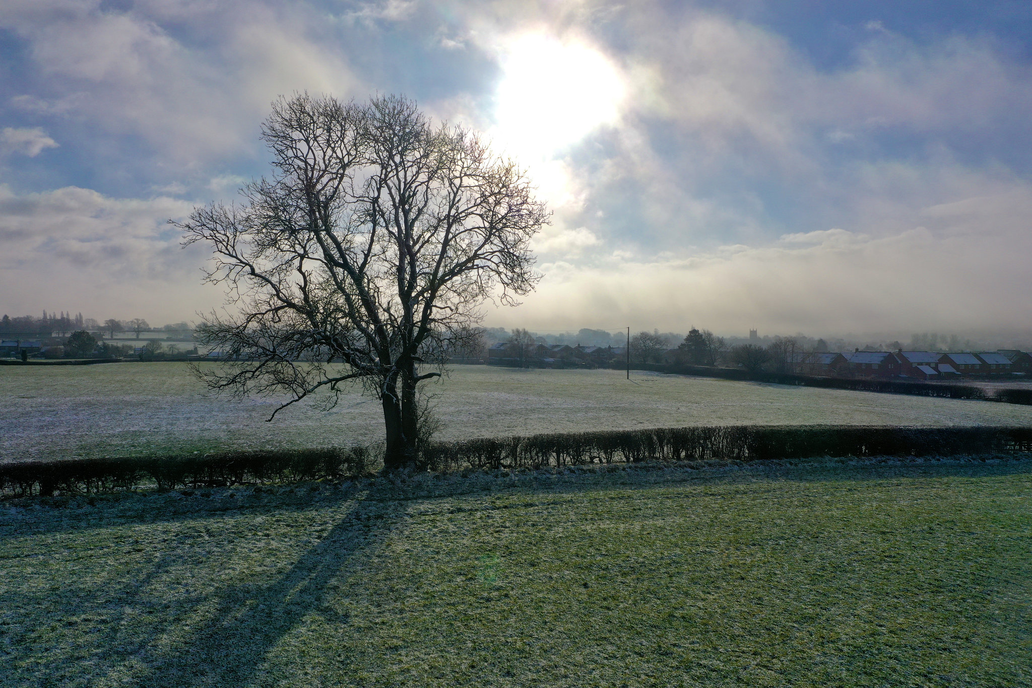 Lone Tree