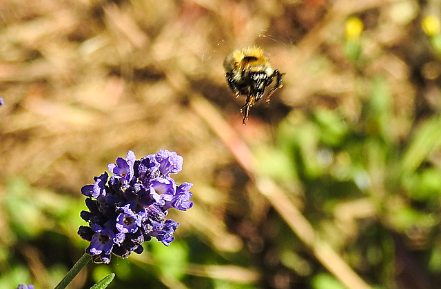 20200621 8751CPw [D~LIP ] Honigbiene, Lavendel, Bad Salzuflen