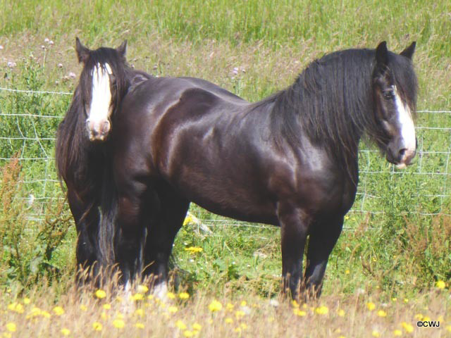 ON a hot sunny day like this they look as if they would enjoy a cold shower...