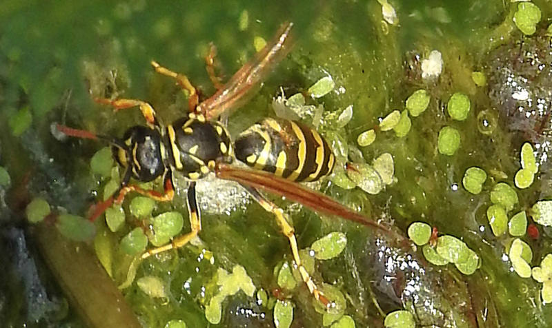 20230613 0934CPw [D~LIP] Haus-Feldwespe (Polistes dominula), Bad Salzuflen