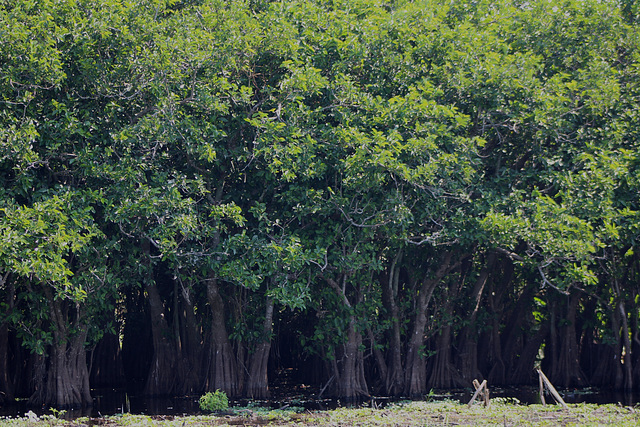 Florida Everglades