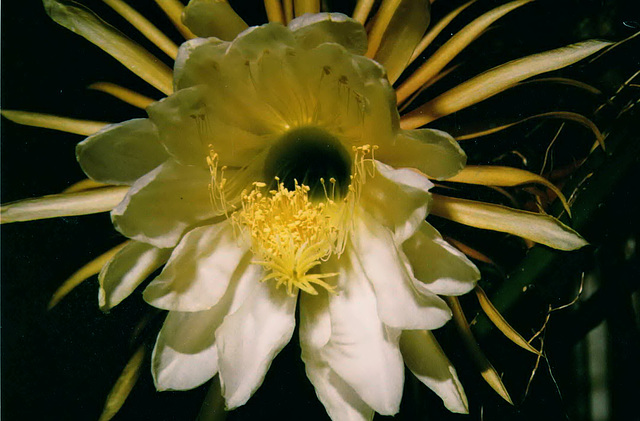 Königin der Nacht (Selenicereus grandiflorus)