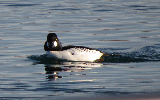 Goldeneye (Bucephala clangula)