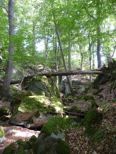 Grüne Hölle bei Bollendorf