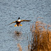 Shoveller duck coming into land