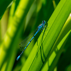 Damsel fly,4 Burton wetlands