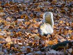 Squirrel,,Eastham woods