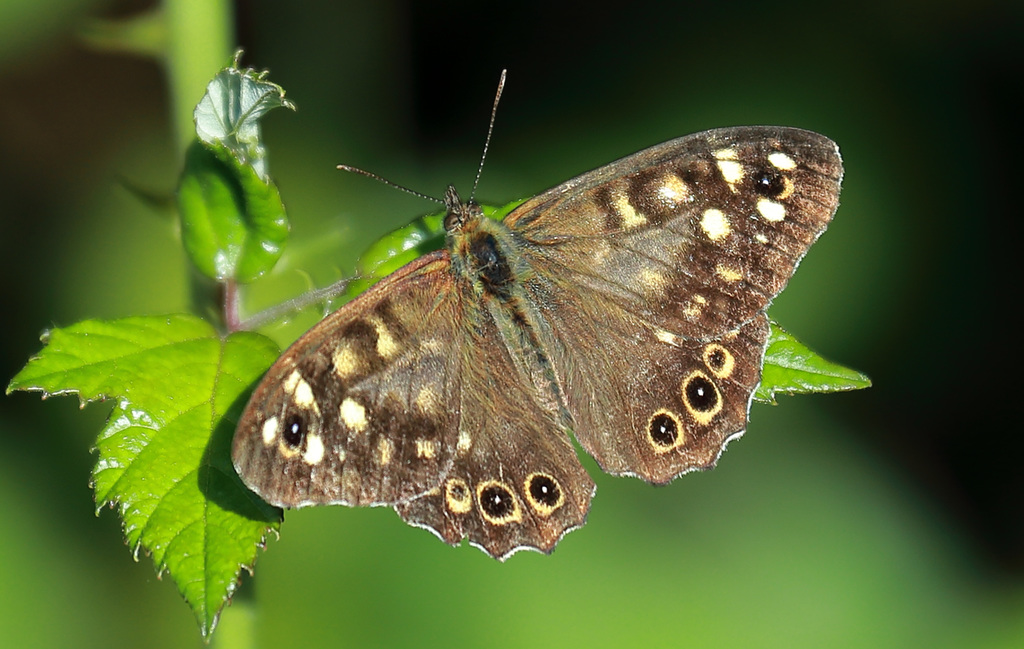 EOS 6D Peter Harriman 11 35 02 39113 speckledWoodButterfly dpp