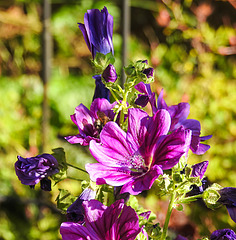 20200621 8752CPw [D~LIP ] Wilde Malve (Malva sylvestris), Bad Salzuflen