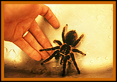 Brachypelma Albopilosa