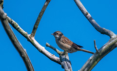 Whitethroat