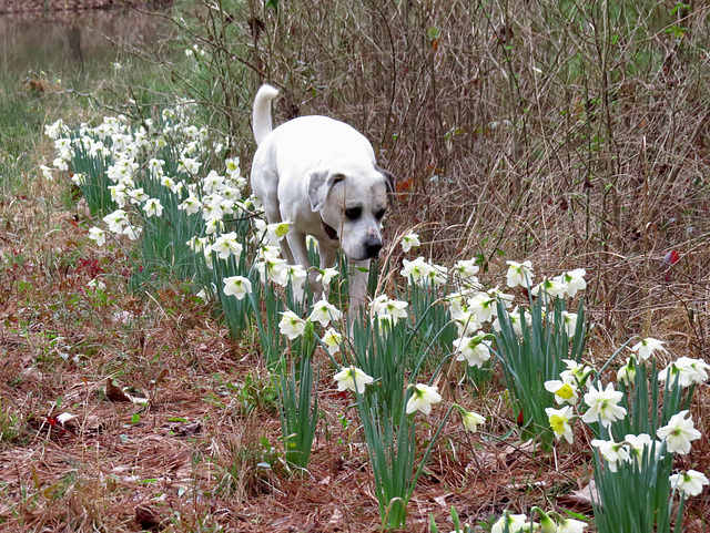 Branco inspecting daffodils