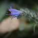 Perles de pluie pour l'Echium