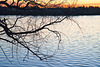 branches at sunrise