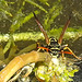 20230613 0935CPw [D~LIP] Haus-Feldwespe (Polistes dominula), Bad Salzuflen