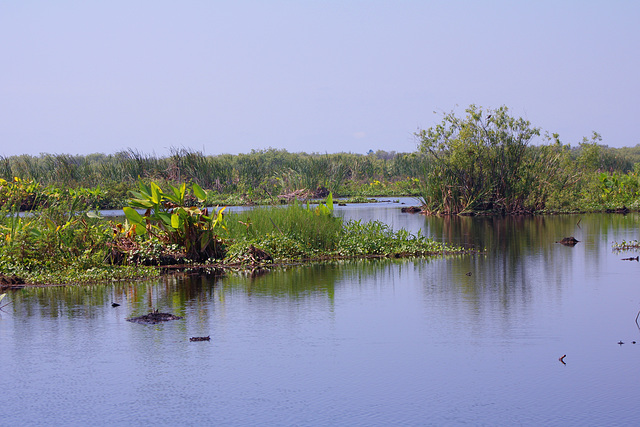 Florida Everglades