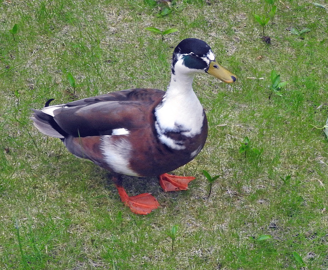 Hybrid Duck!