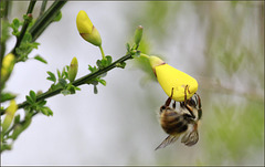 Bombus