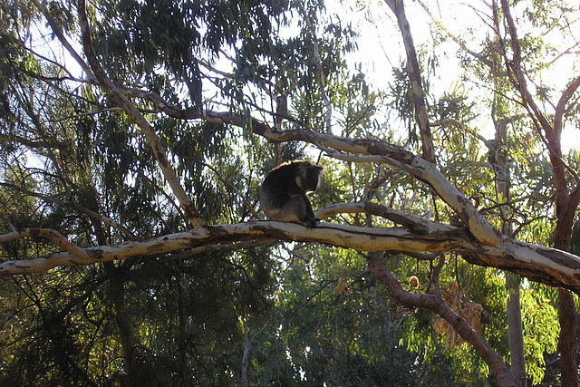 Koala At Yanchep