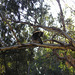Koala At Yanchep