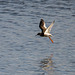 Red shank