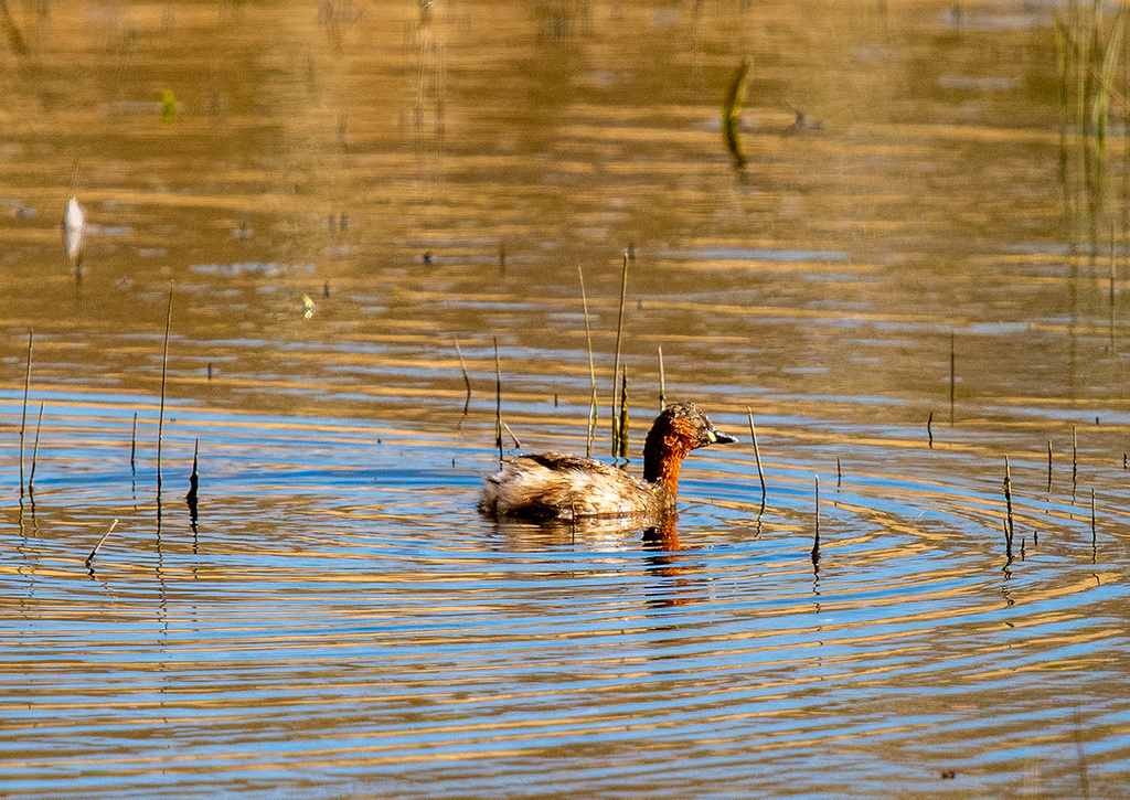 Little grebe
