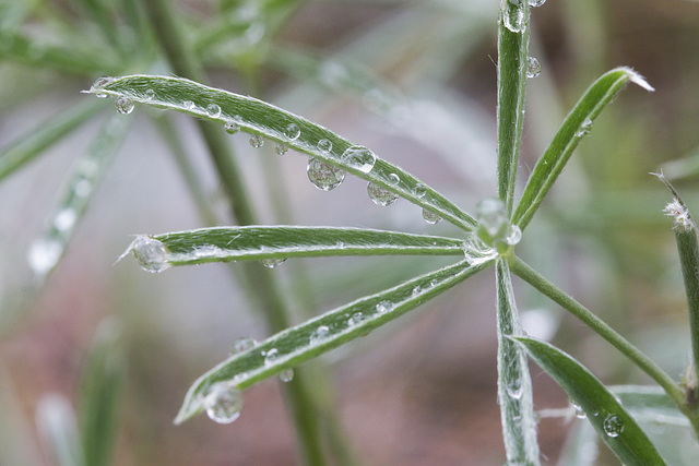 Water Drops