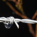 Image of the branches in the water drop.