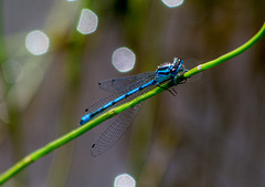 Damsel fly3, Burton wetlands