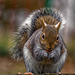 Squirrel. f56jpg