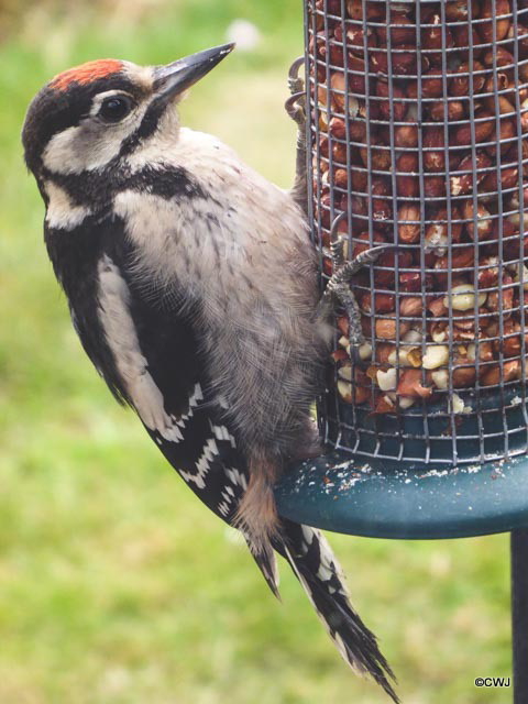 Young woodpecker attacking the birdfeeders...