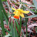 Little daffodil